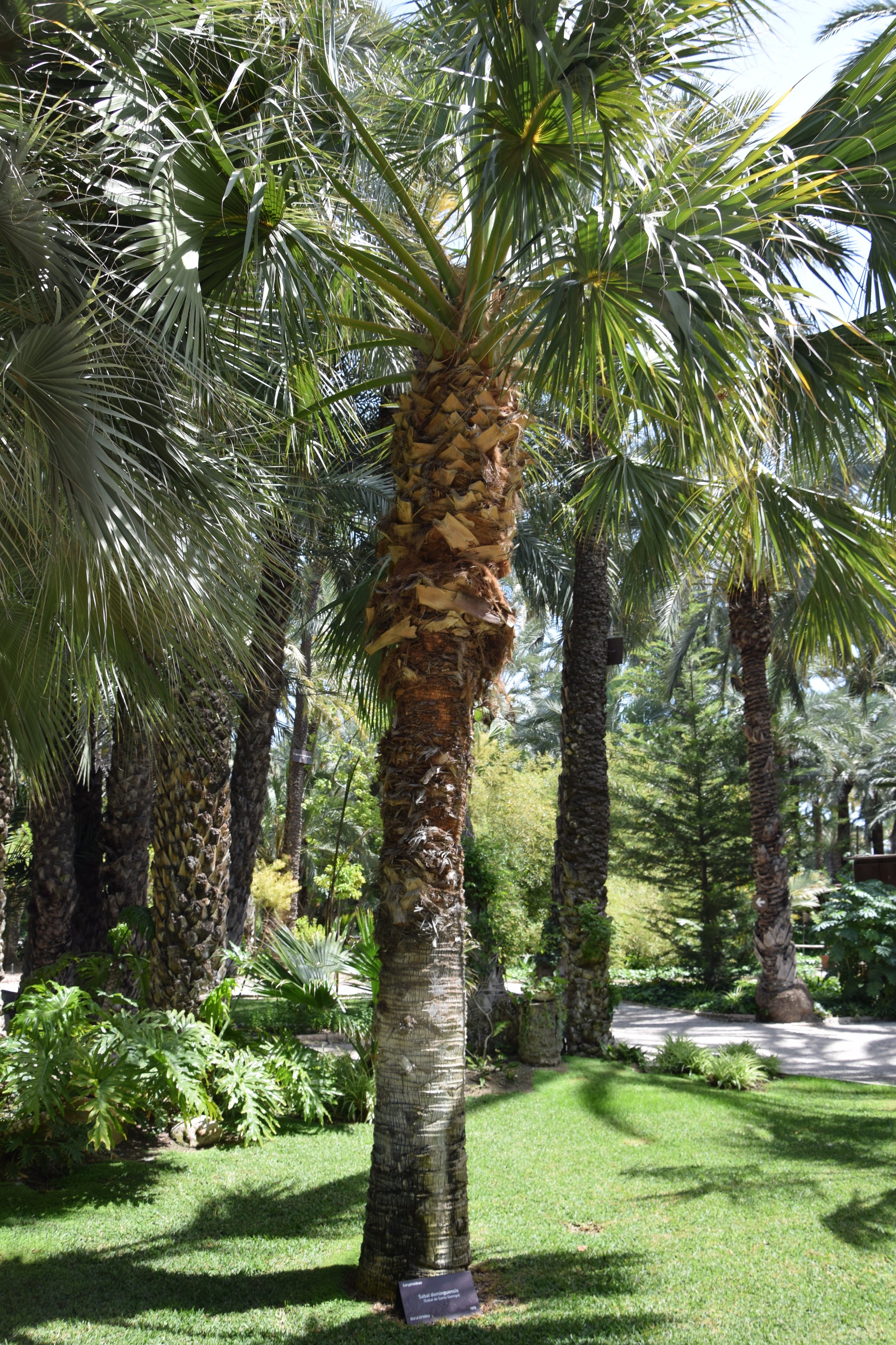 Sabal domingensis