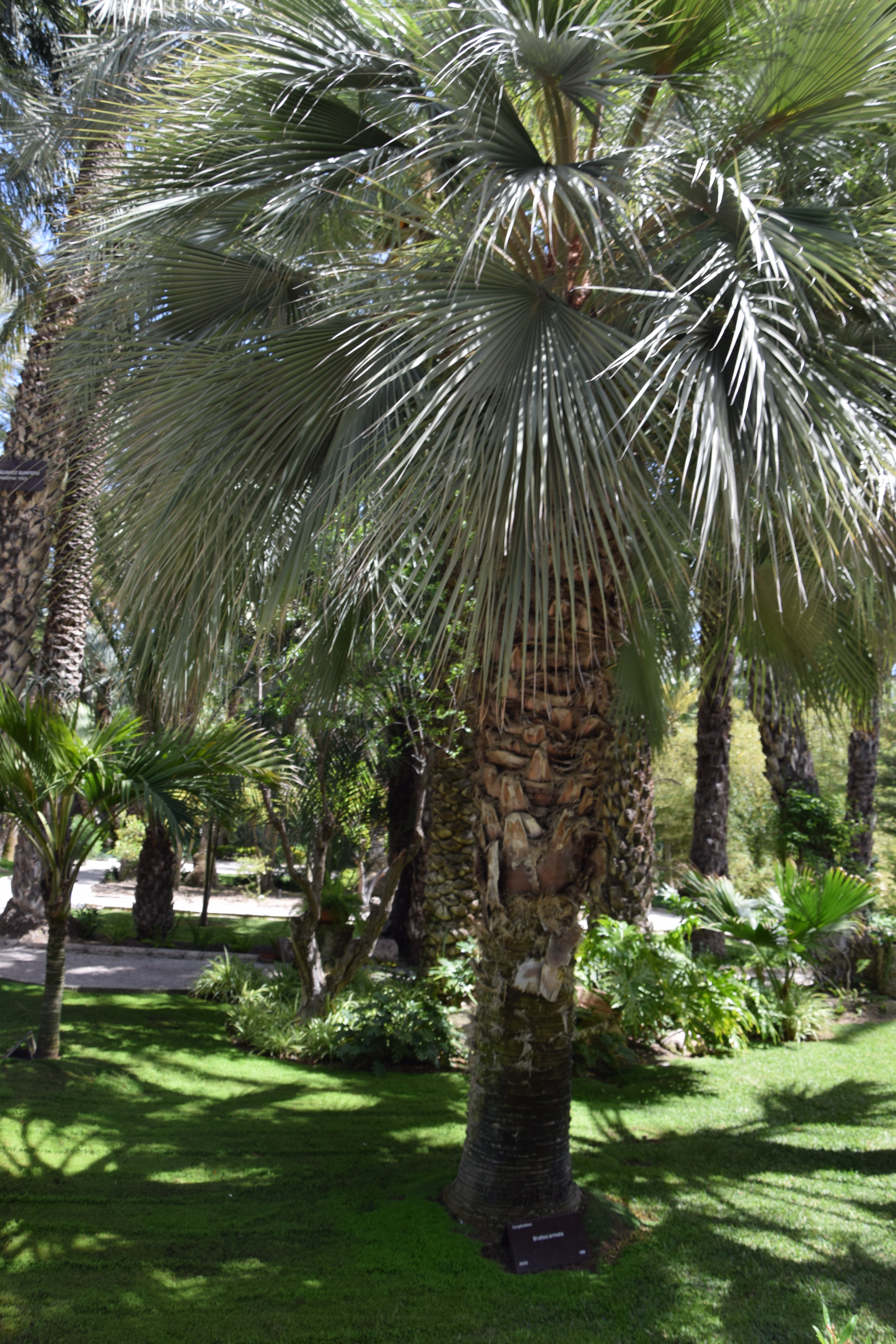 Brahea armata – Coldpalm