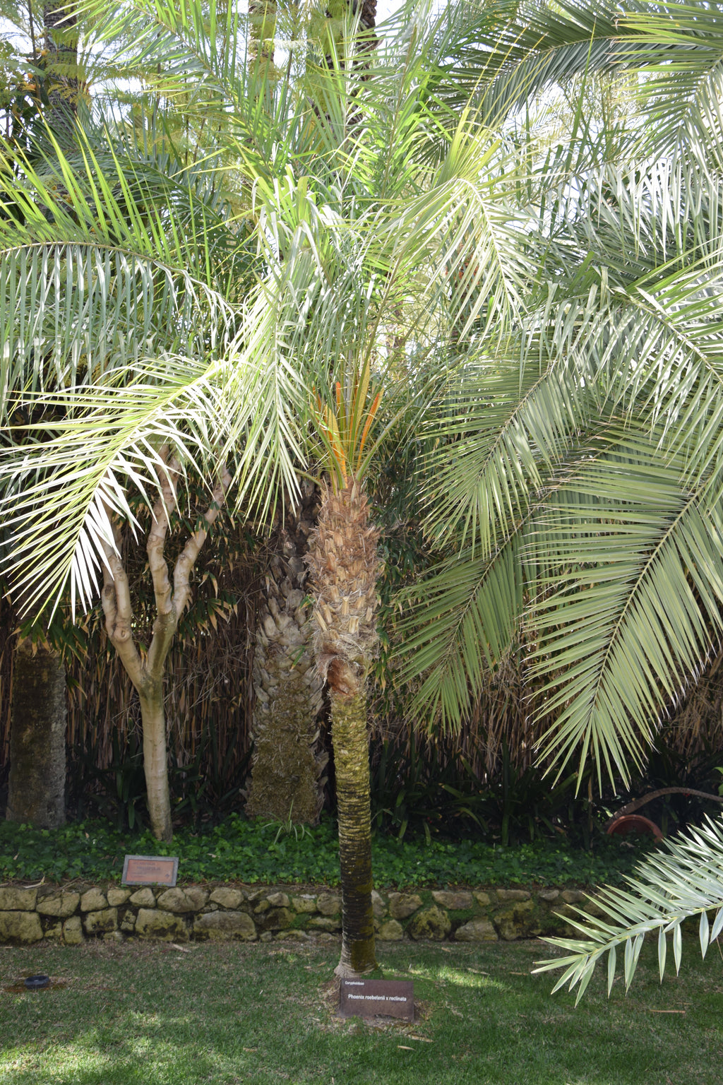 Phoenix roebelenii