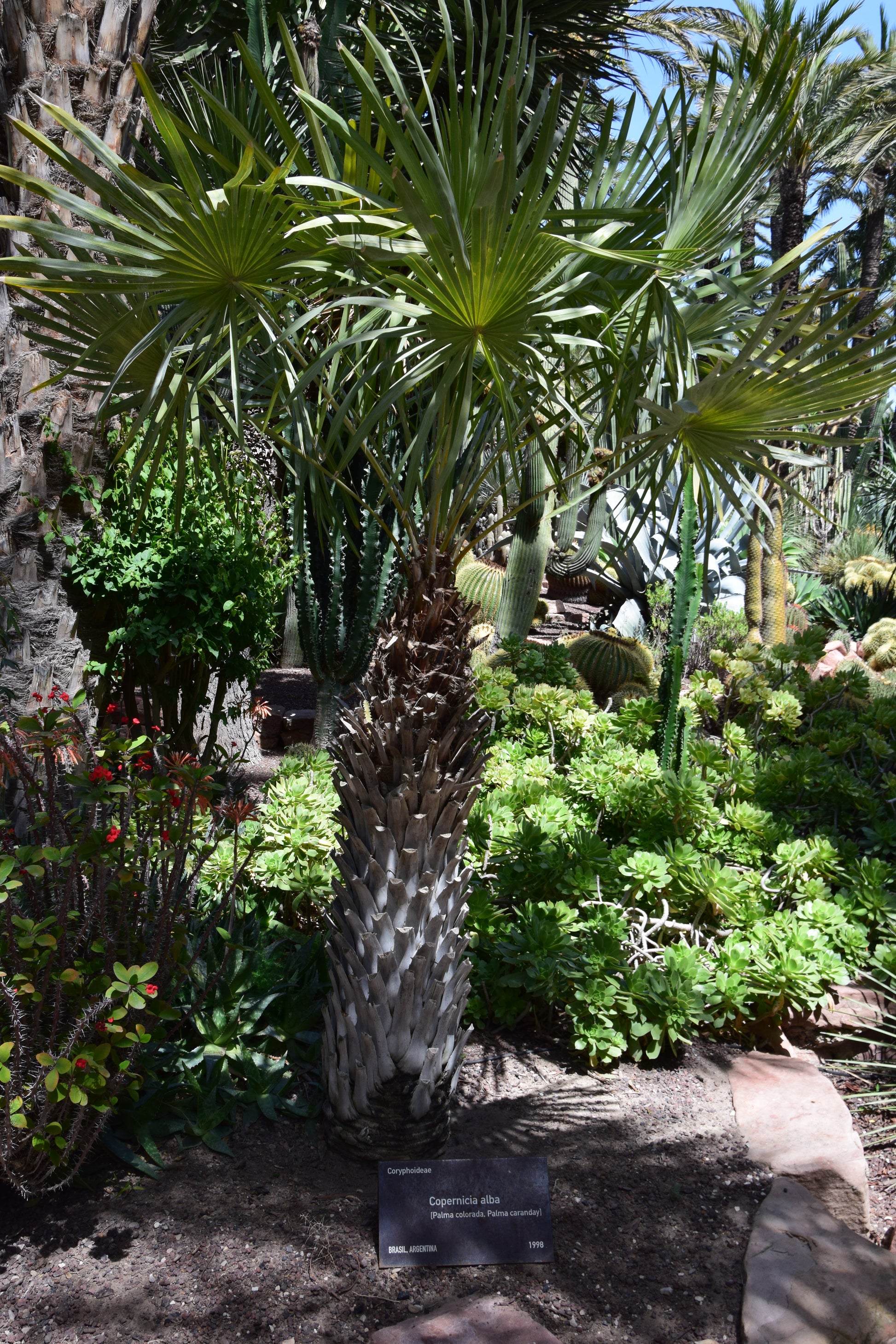 Copernicia alba