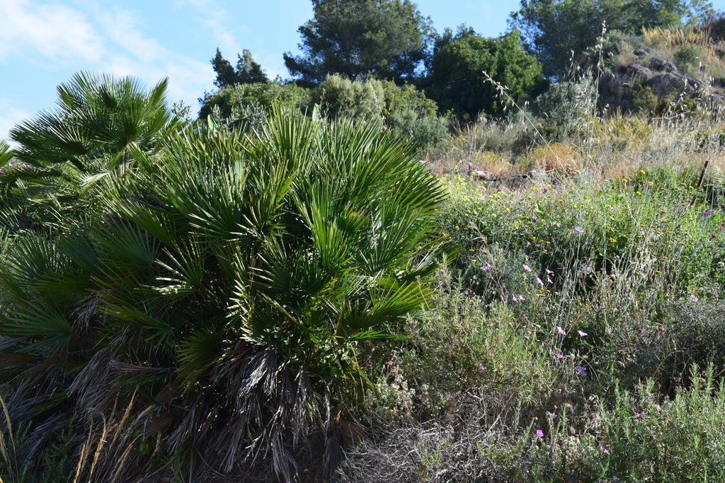 Chamaerops humilis