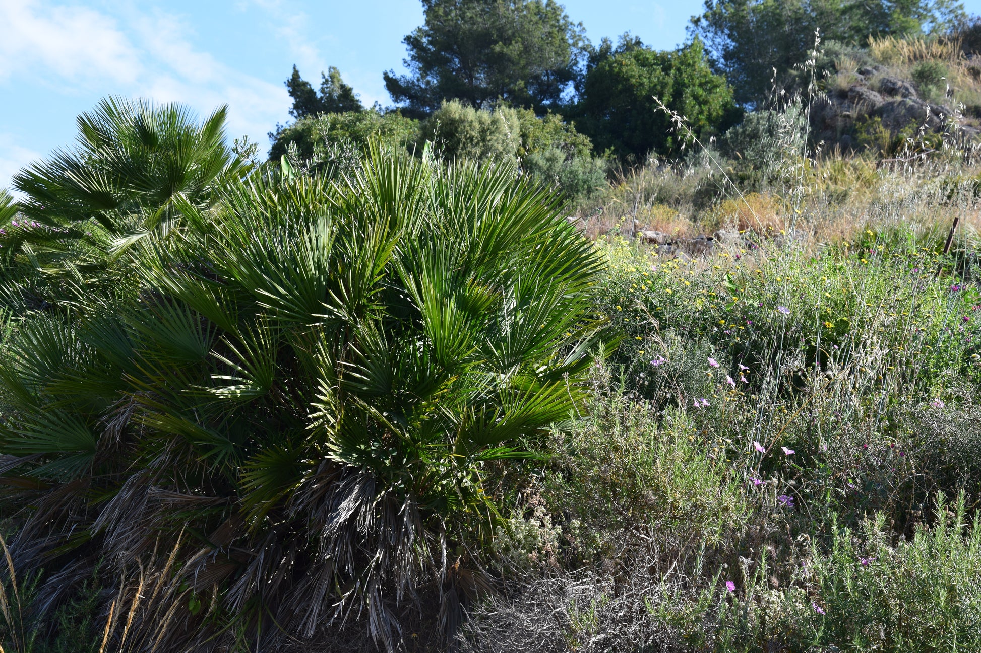 Chamaerops humilis