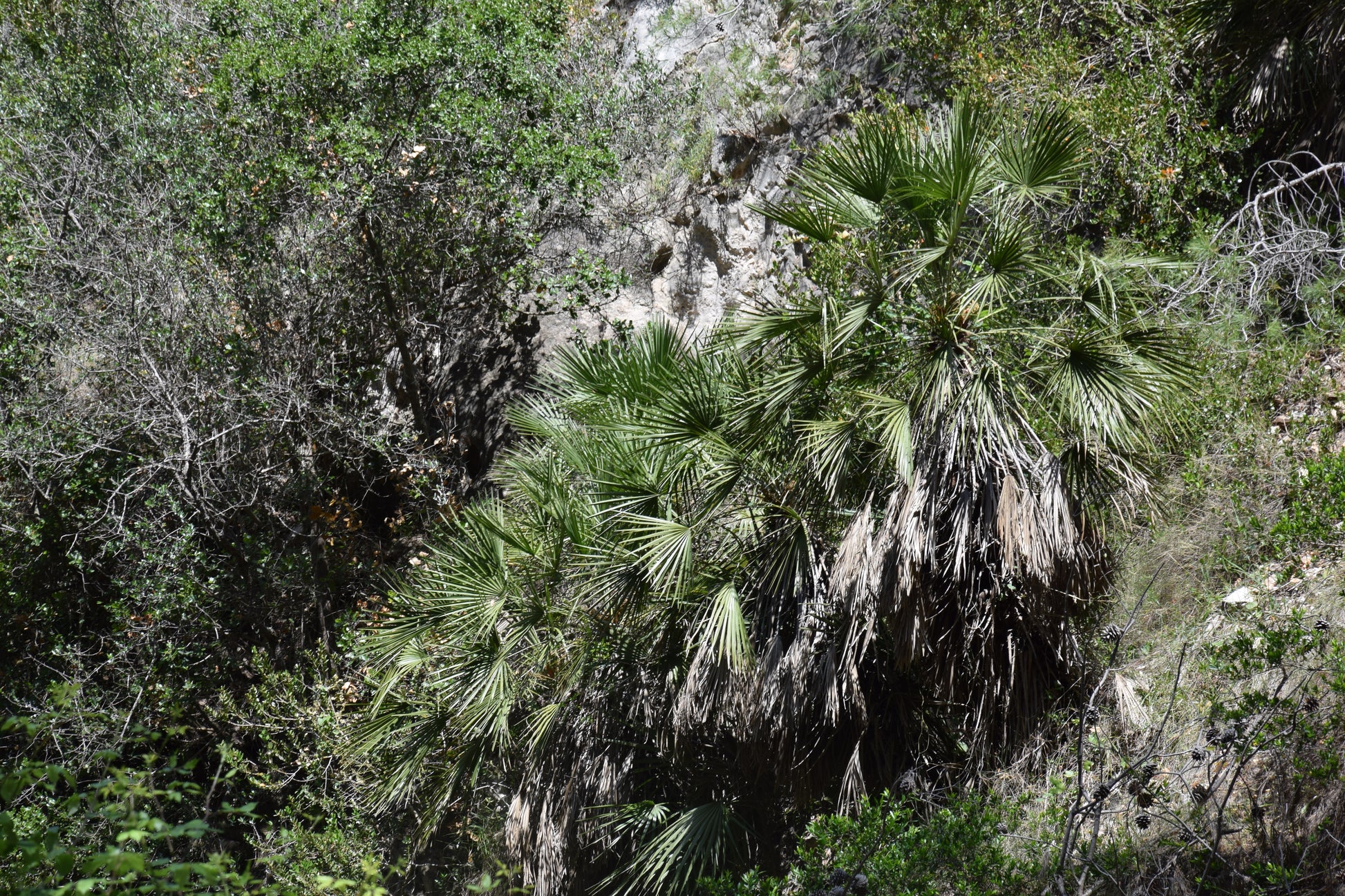 Chamaerops humilis