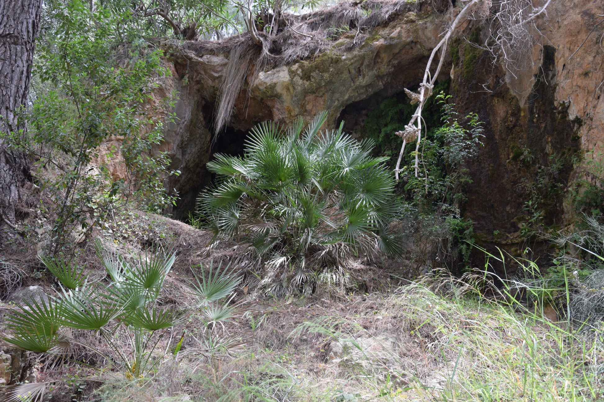 Chamaerops humilis