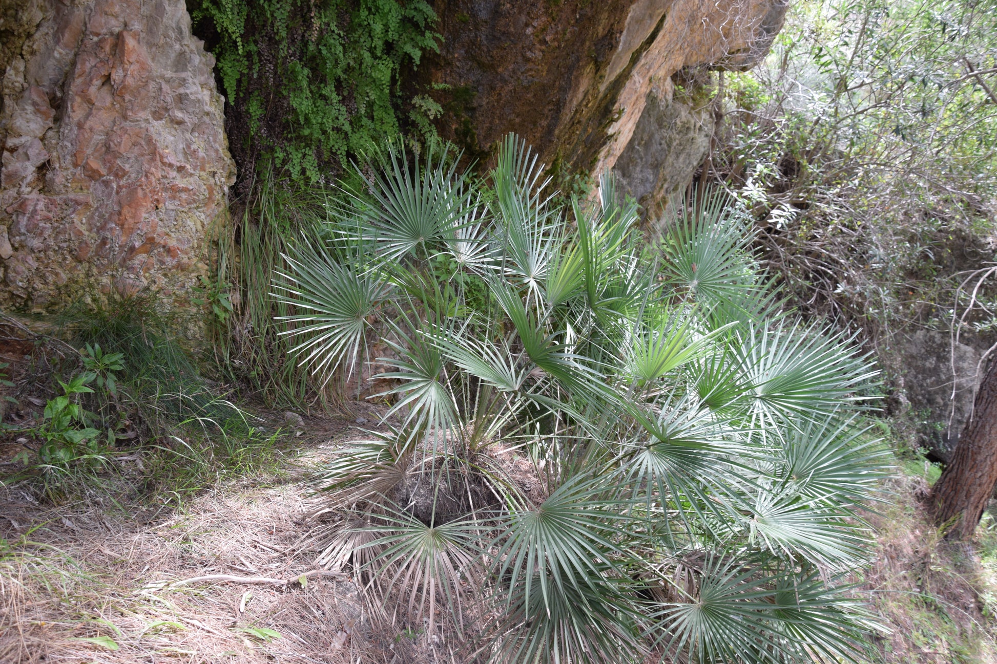 Chamaerops humilis