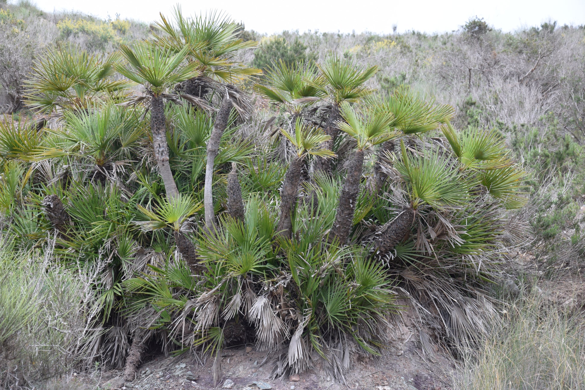 Chamaerops humilis