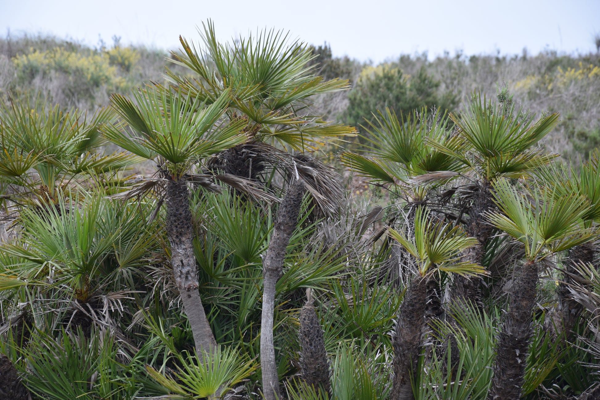 Chamaerops humilis