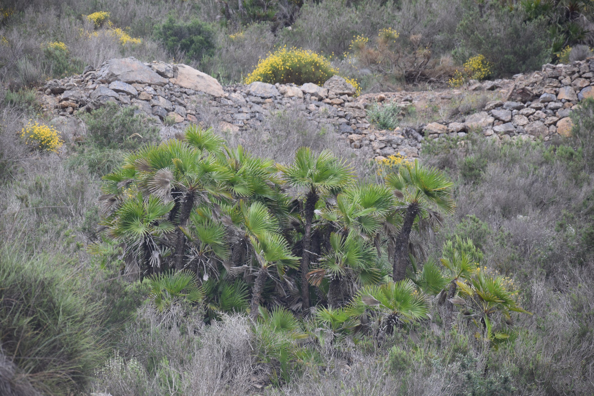 Chamaerops humilis