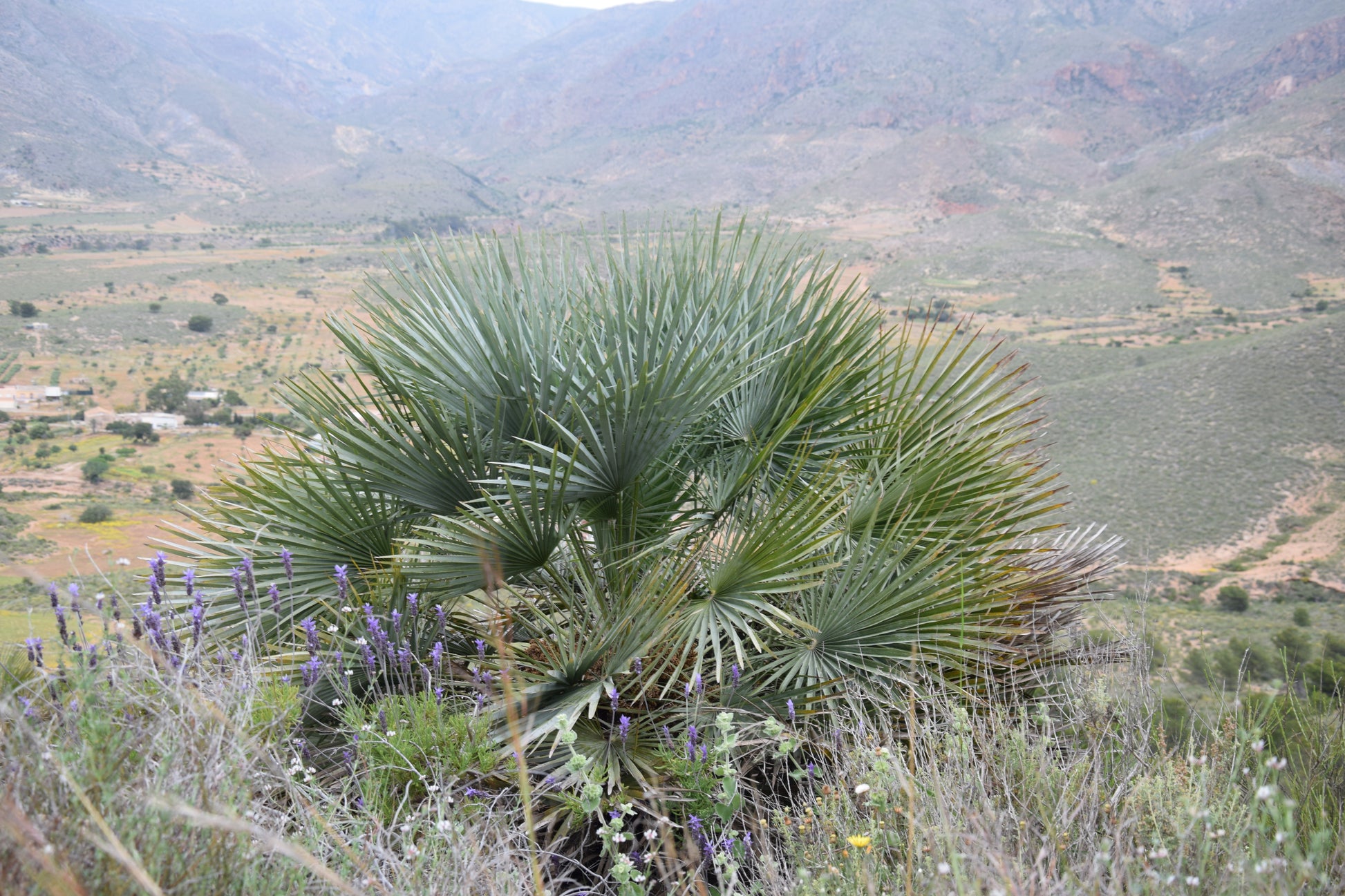 Chamaerops humilis