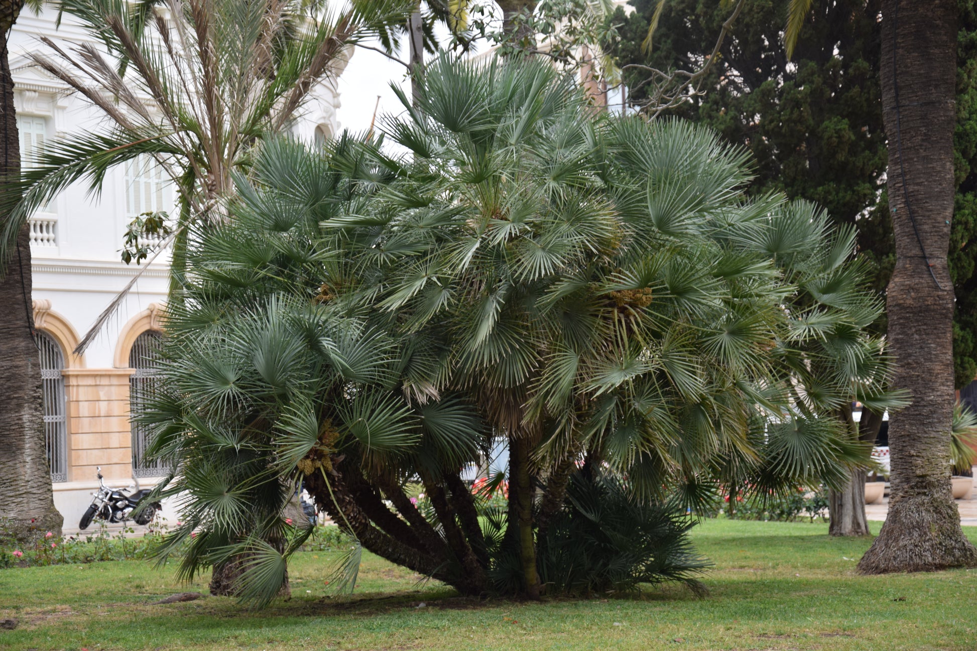 Chamaerops humilis
