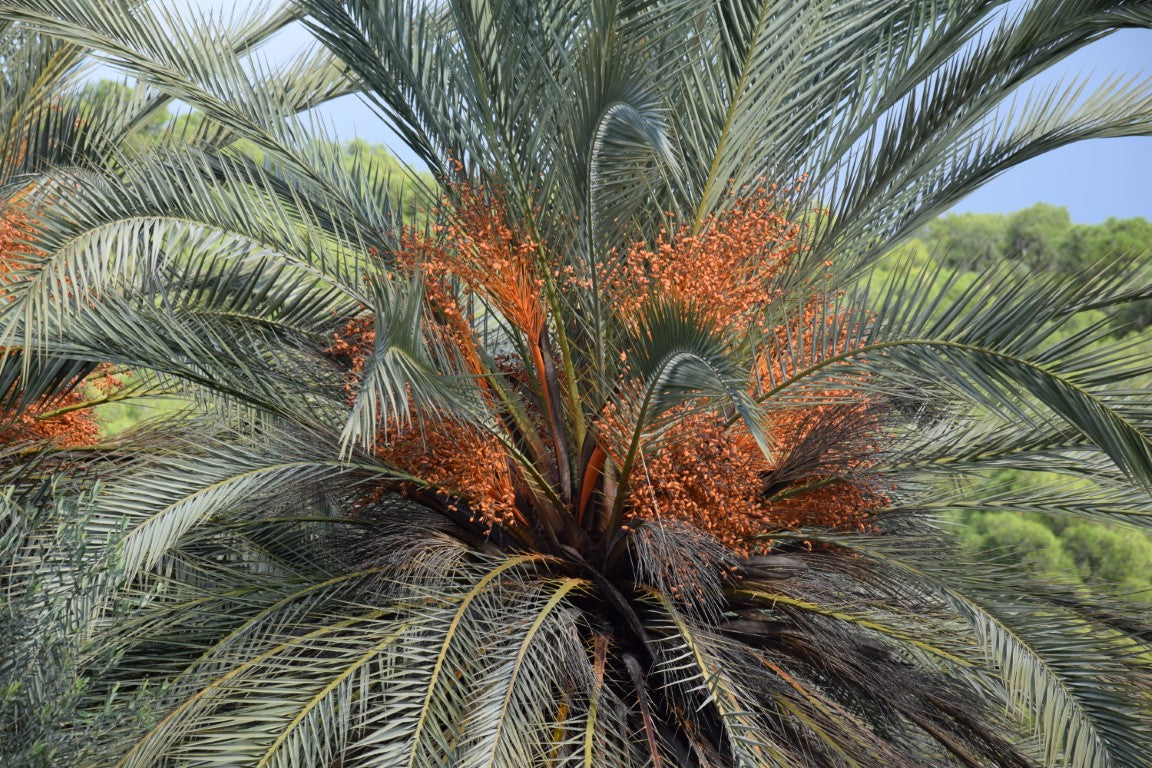 Phoenix theophrasti var. Epidaurus