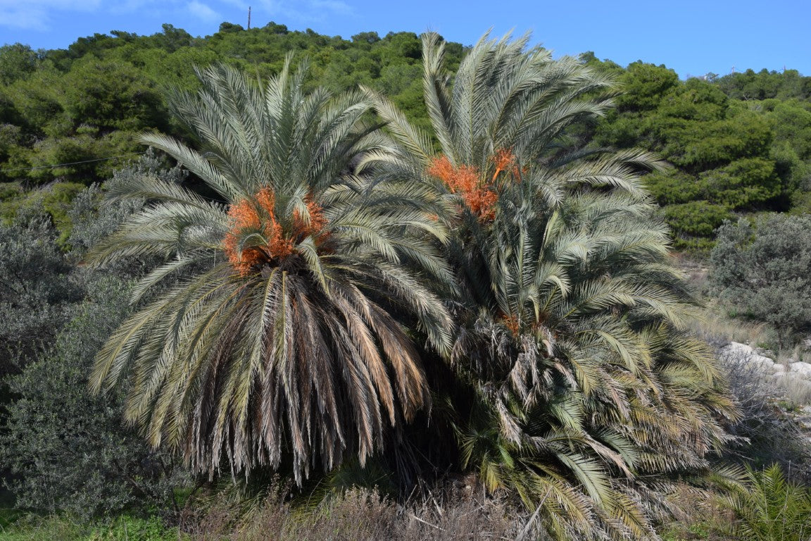 Phoenix theophrasti var. Epidaurus