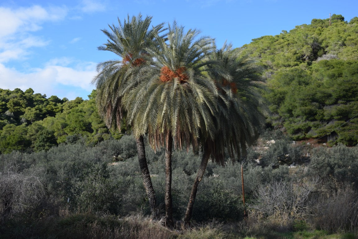 Phoenix theophrasti var. Epidaurus