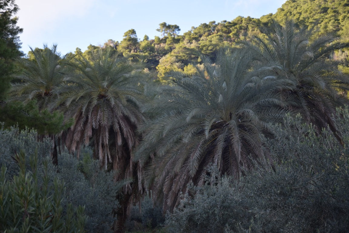 Phoenix theophrasti var. Epidaurus