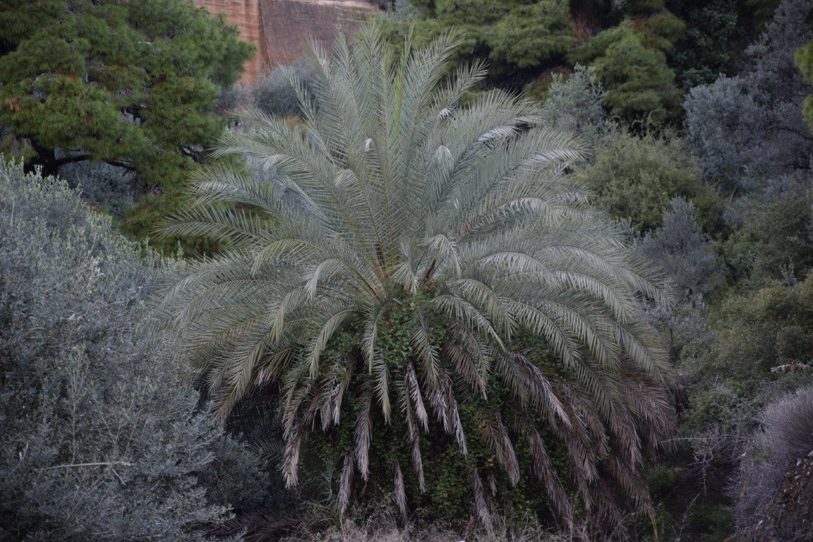 Phoenix theophrasti var. Epidaurus