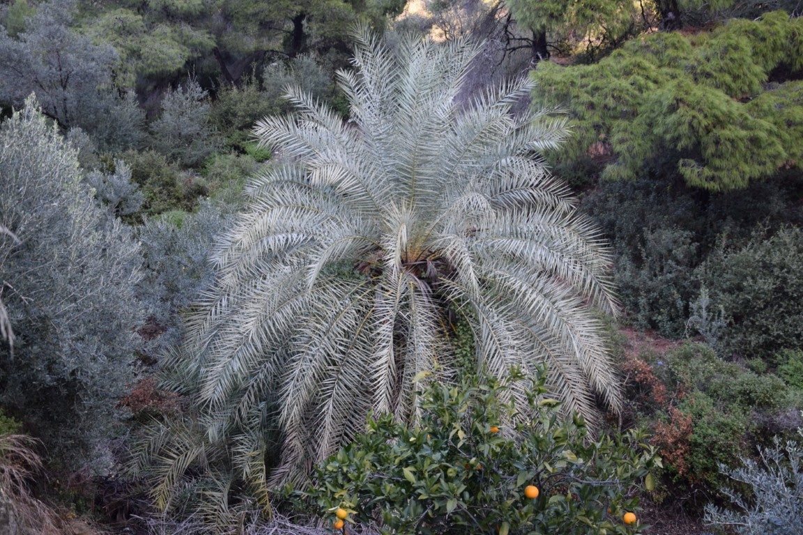 Phoenix theophrasti var. Epidaurus