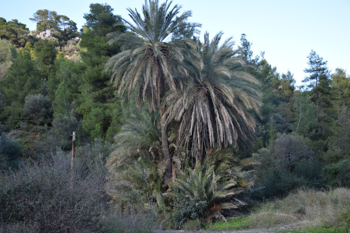 Phoenix theophrasti var. Epidaurus