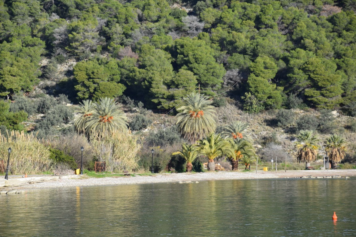 Phoenix theophrasti var. Epidaurus