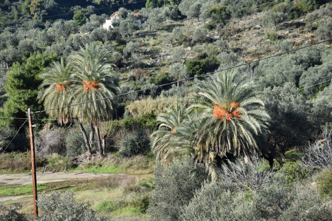 Phoenix theophrasti var. Epidaurus