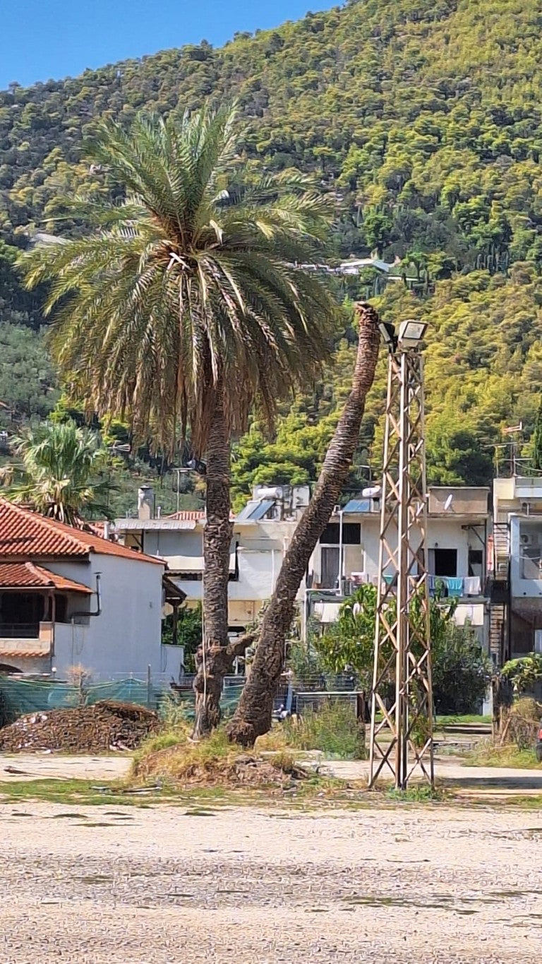 Phoenix theophrasti var. Epidaurus