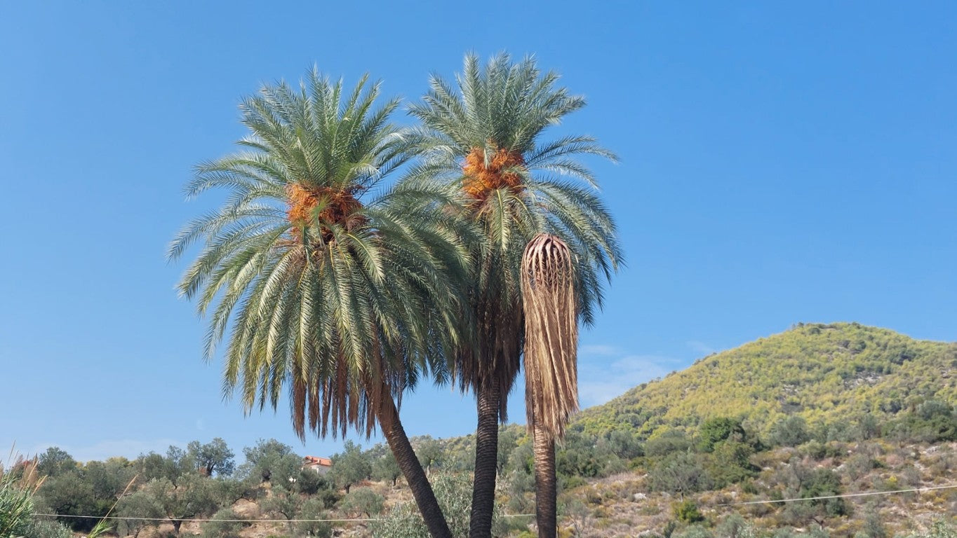 Phoenix theophrasti var. Epidaurus