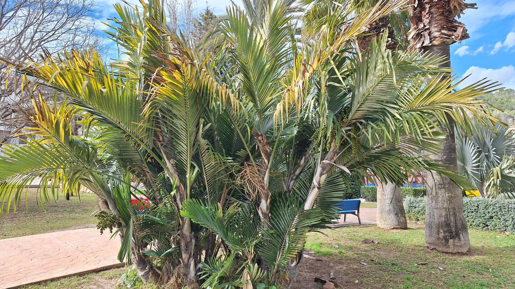 Arenga engleri