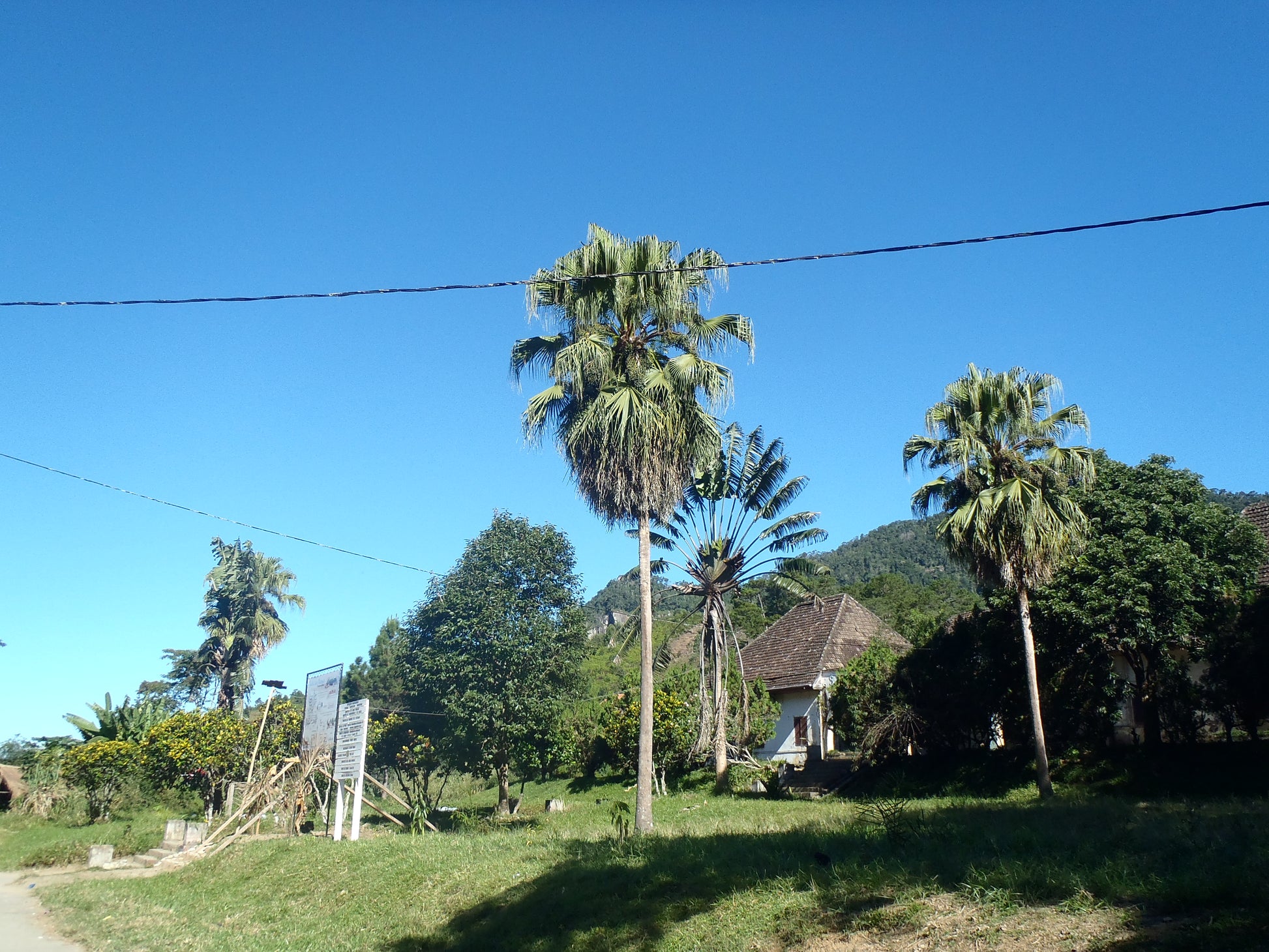 Livistona chinensis