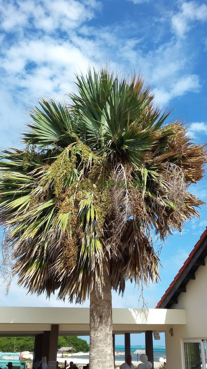 Sabal lougheediana