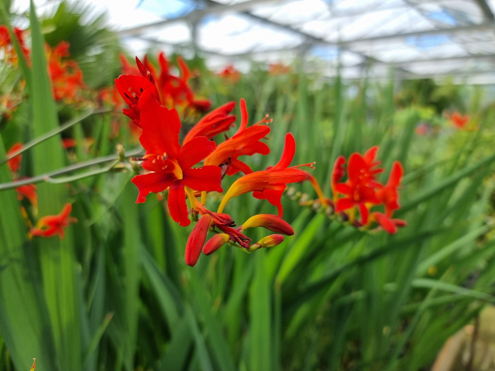 Crocosmia cv. Lucifer