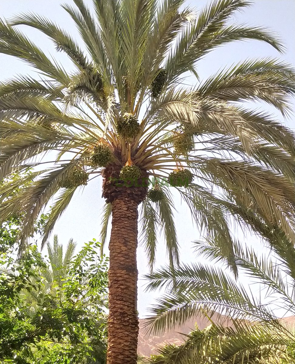 Phoenix dactylifera 'Tinghir'