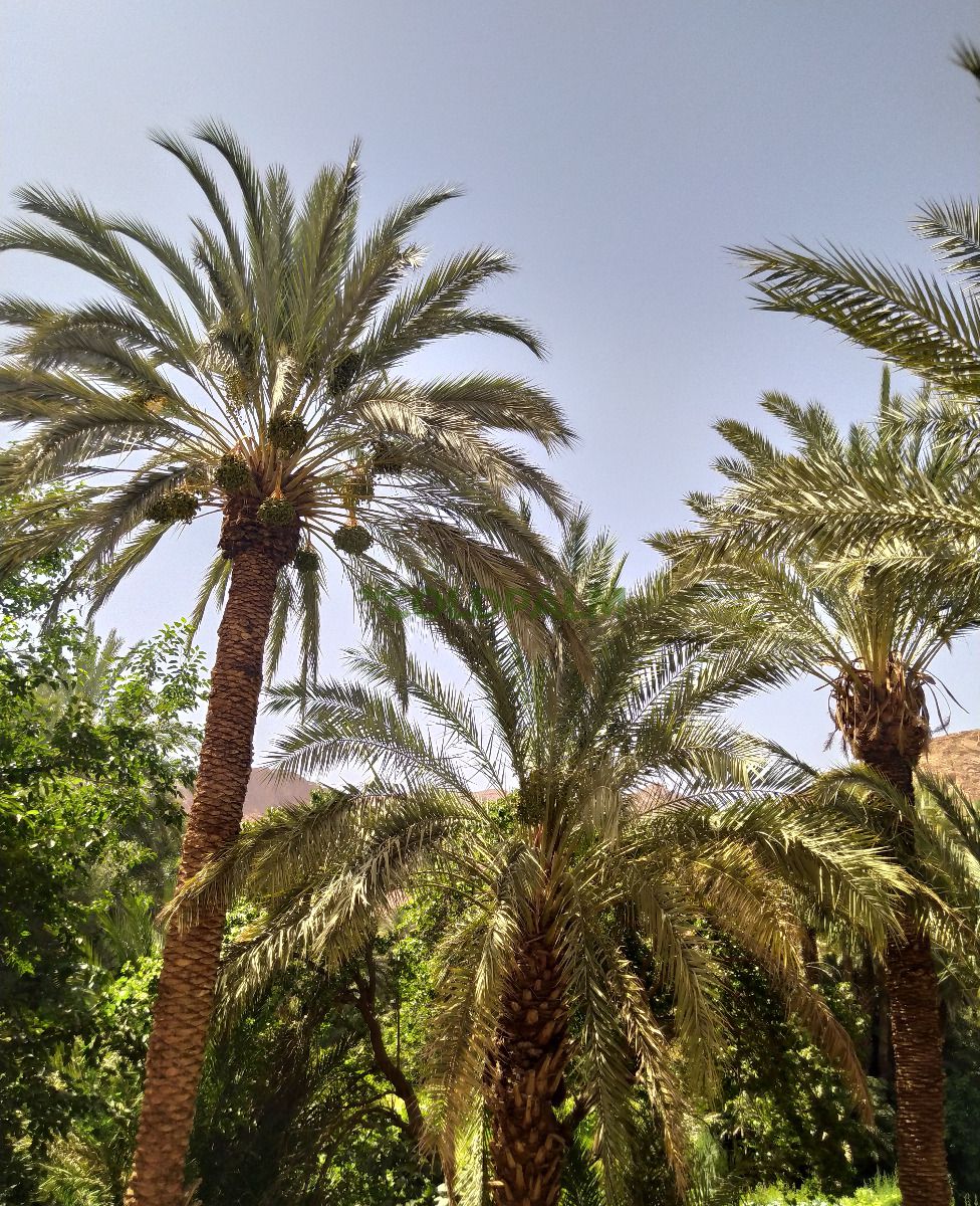 Phoenix dactylifera 'Tinghir'