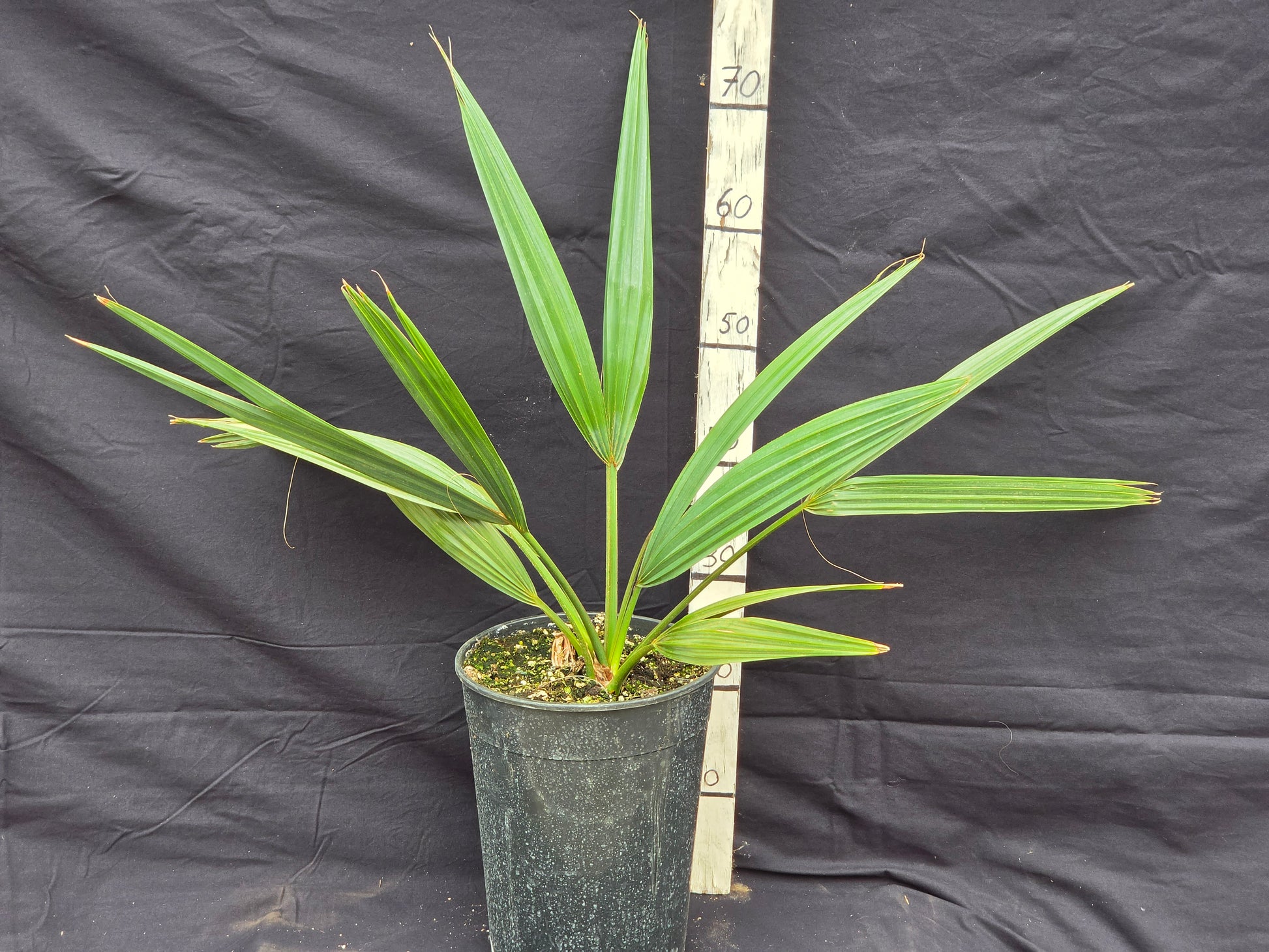 Sabal mexicana