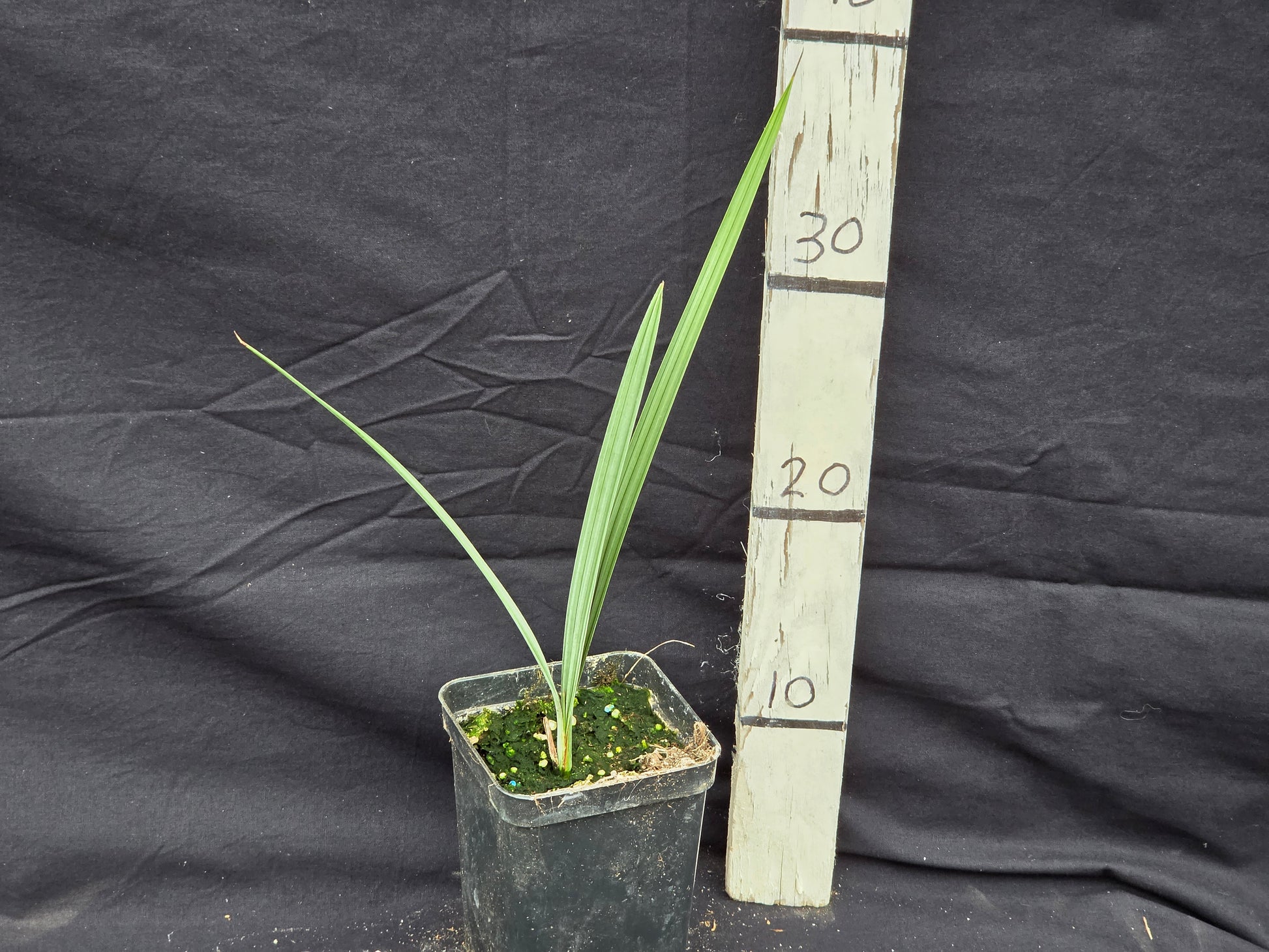 Brahea armata 'Sonora'