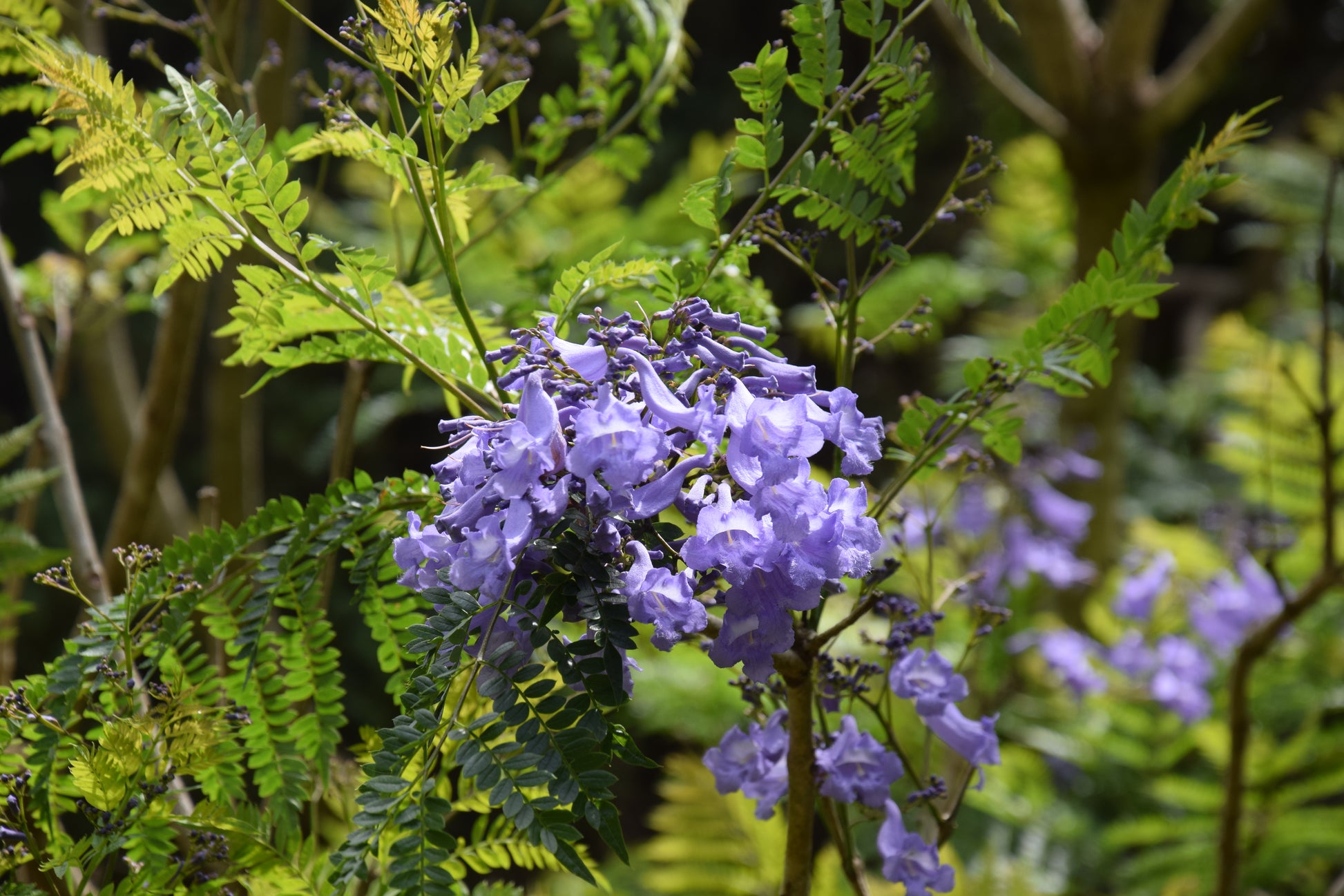 Jacaranda mimosifolia ⚠️ Not shippable, pick-up only
