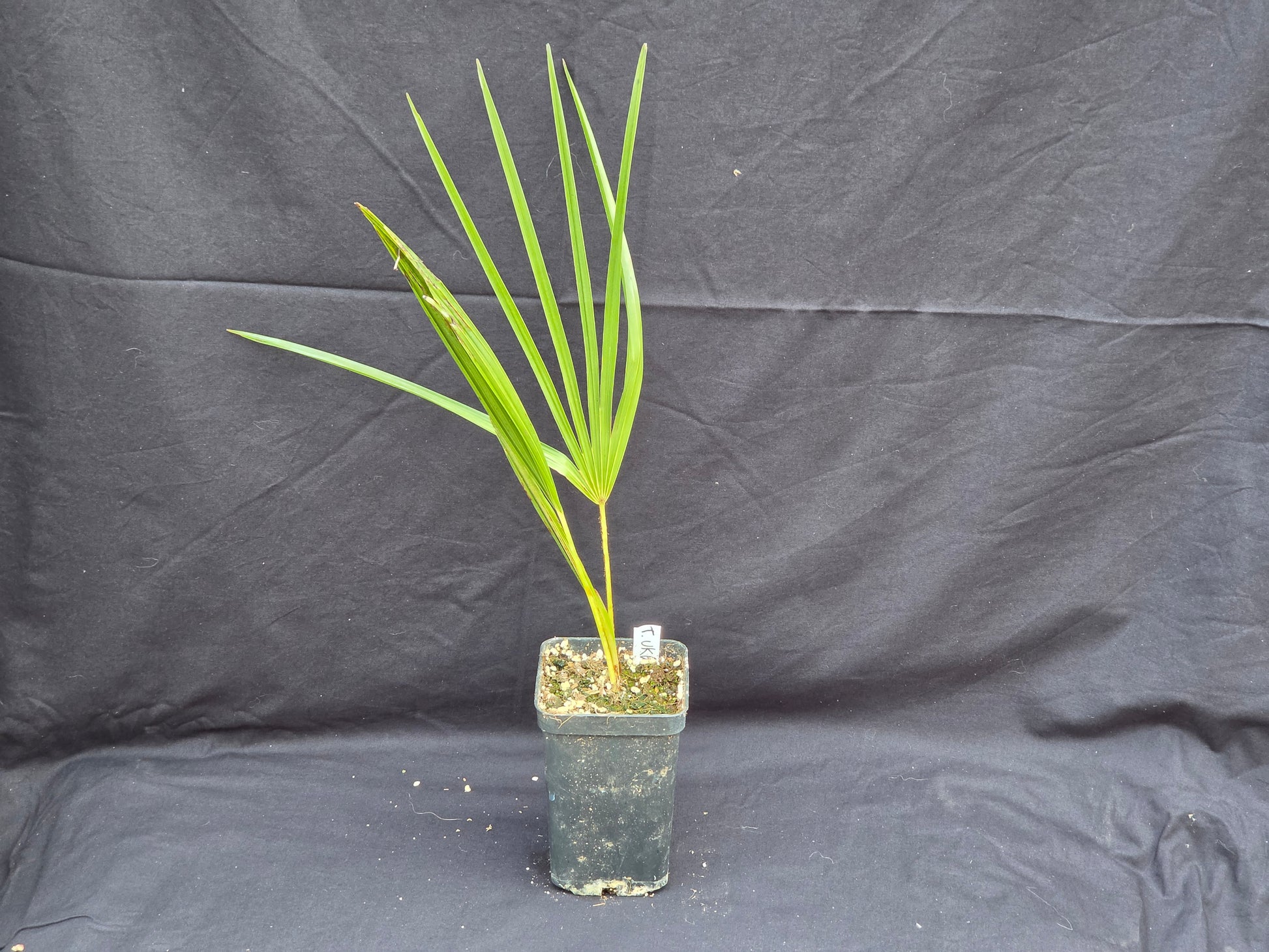 Trachycarpus ukhrulensis