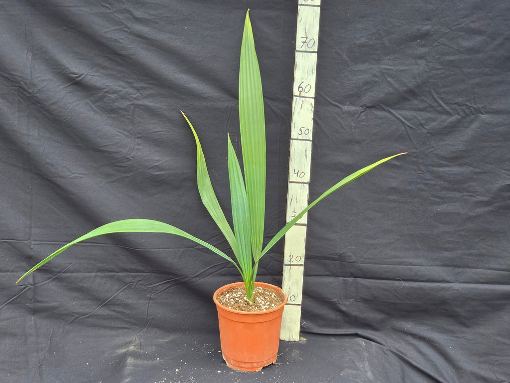 Sabal uresana 'Green form'