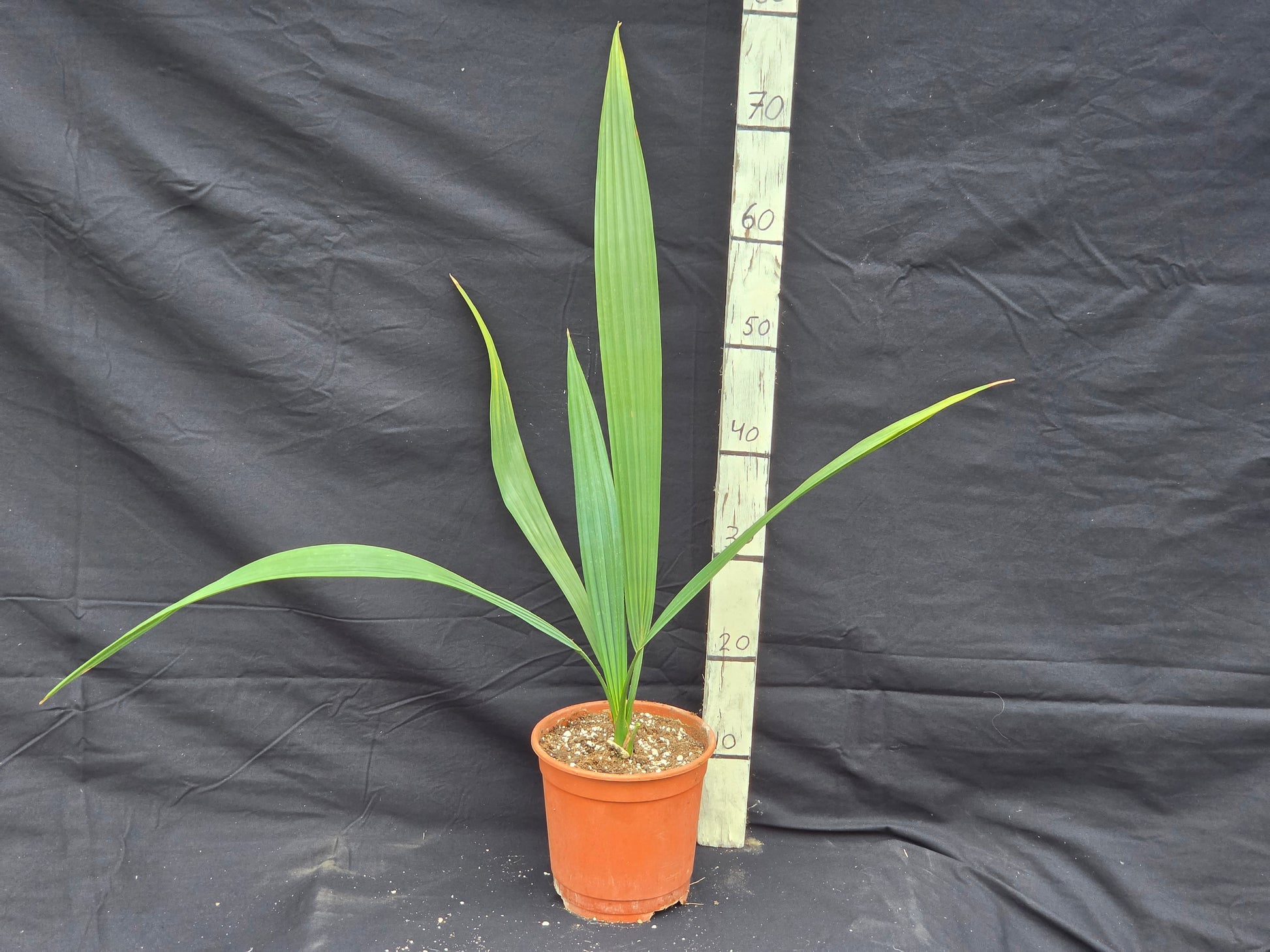 Sabal uresana 'Green form'