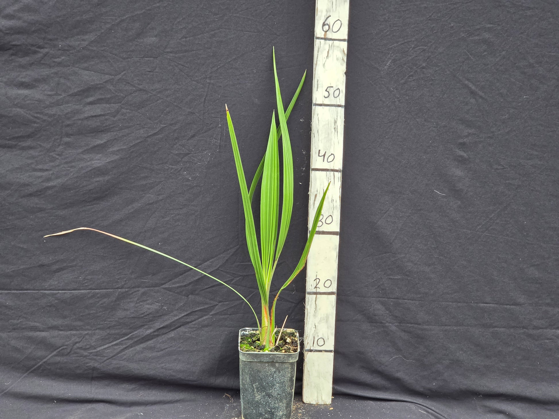 Butia odorata