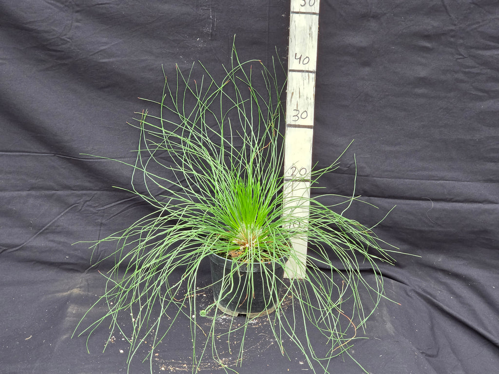 Pinus palustris