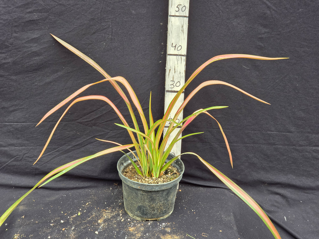 Phormium cv. Jester
