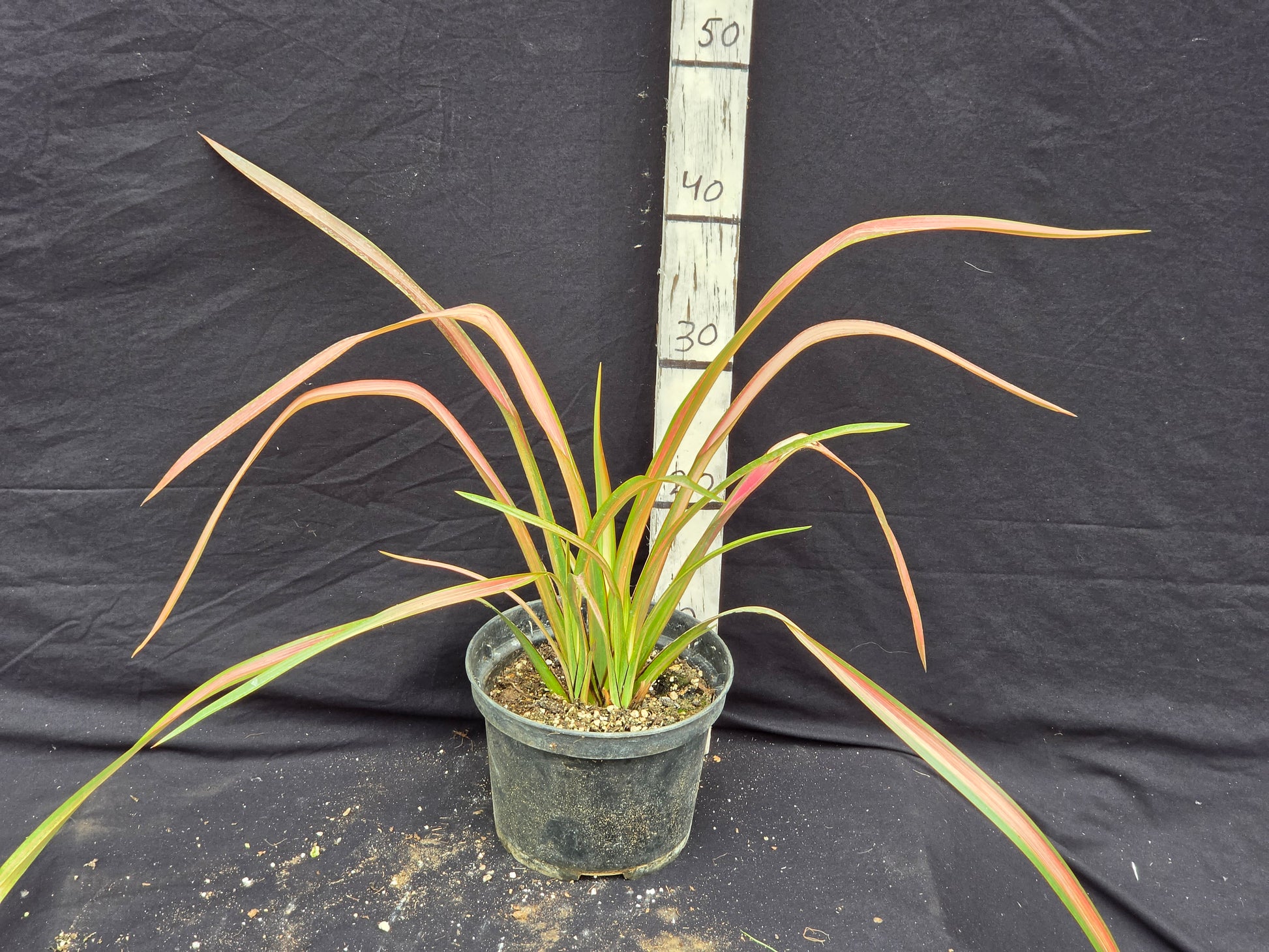 Phormium cv. Jester