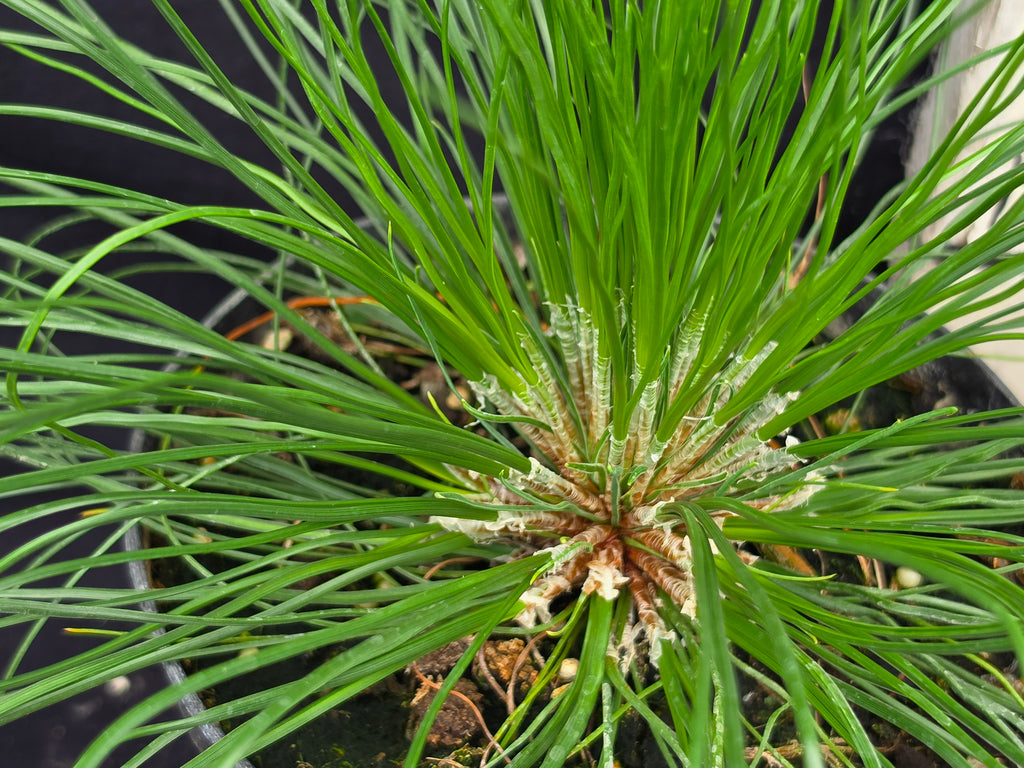 Pinus palustris