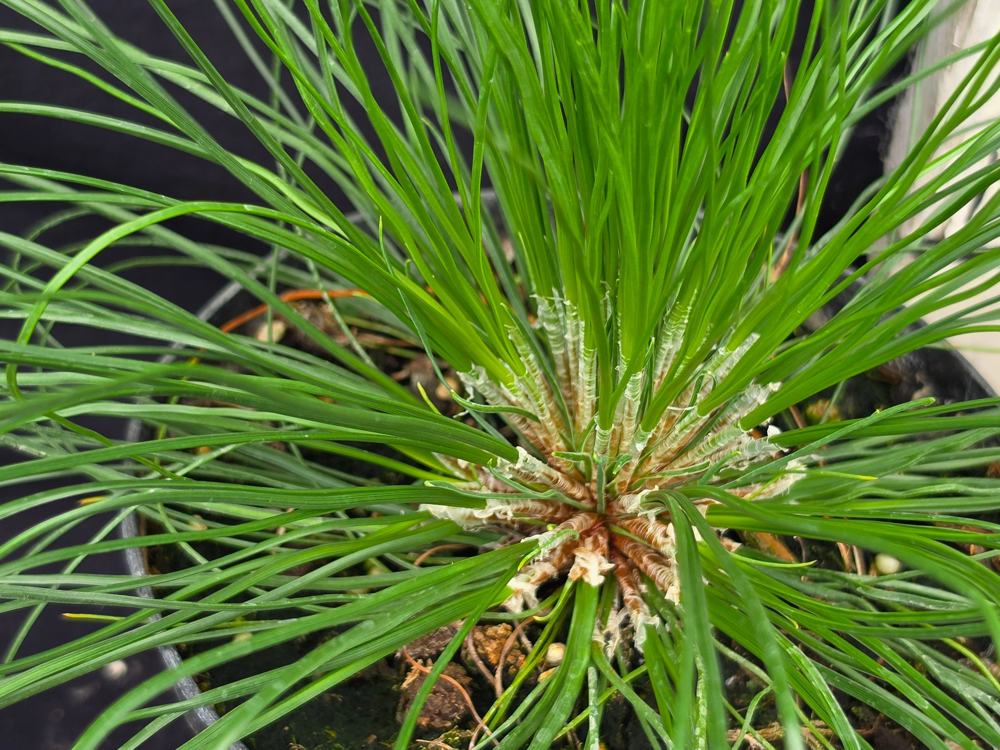 Pinus palustris