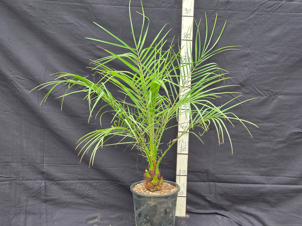 Phoenix roebelenii