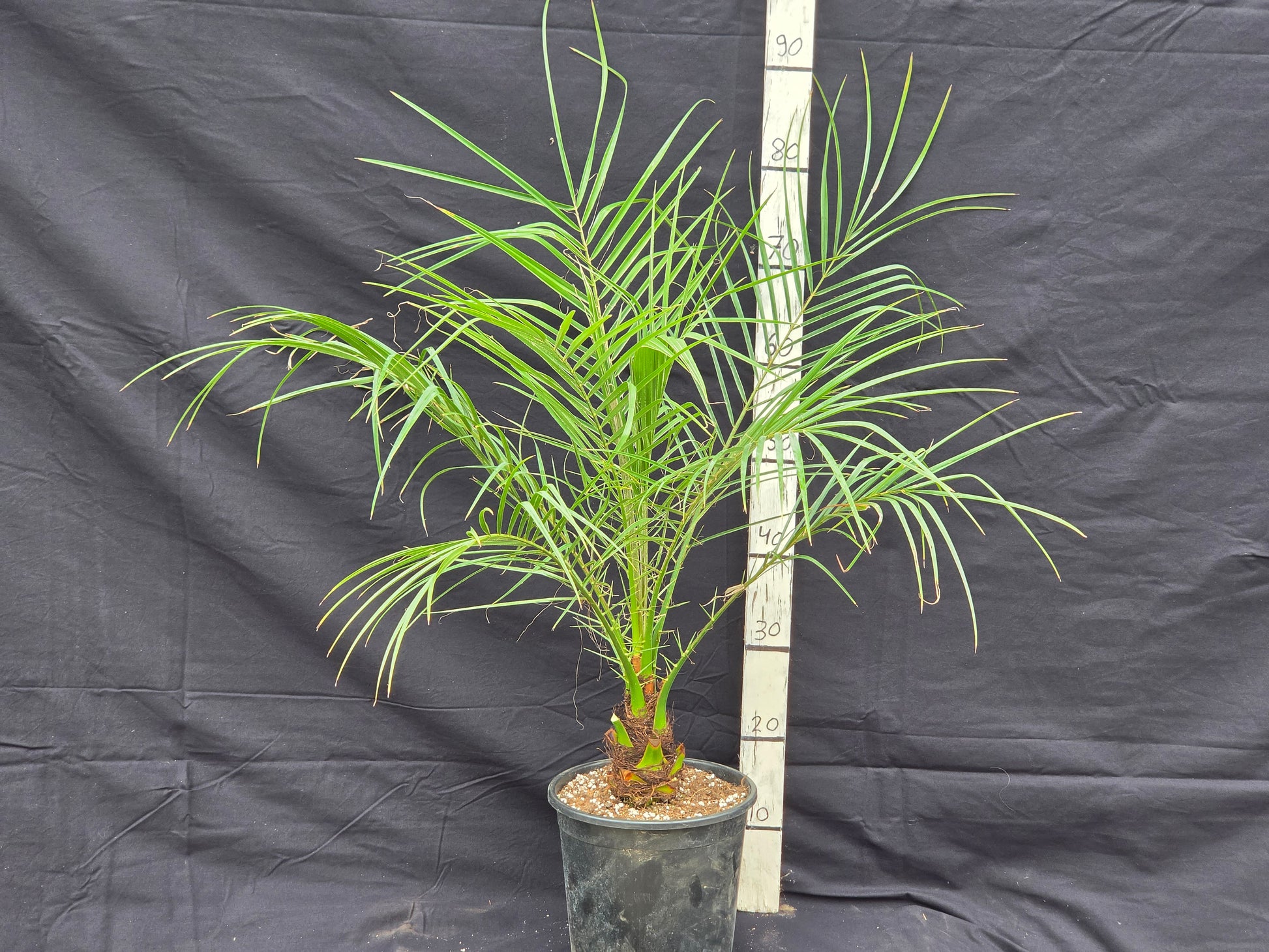 Phoenix roebelenii