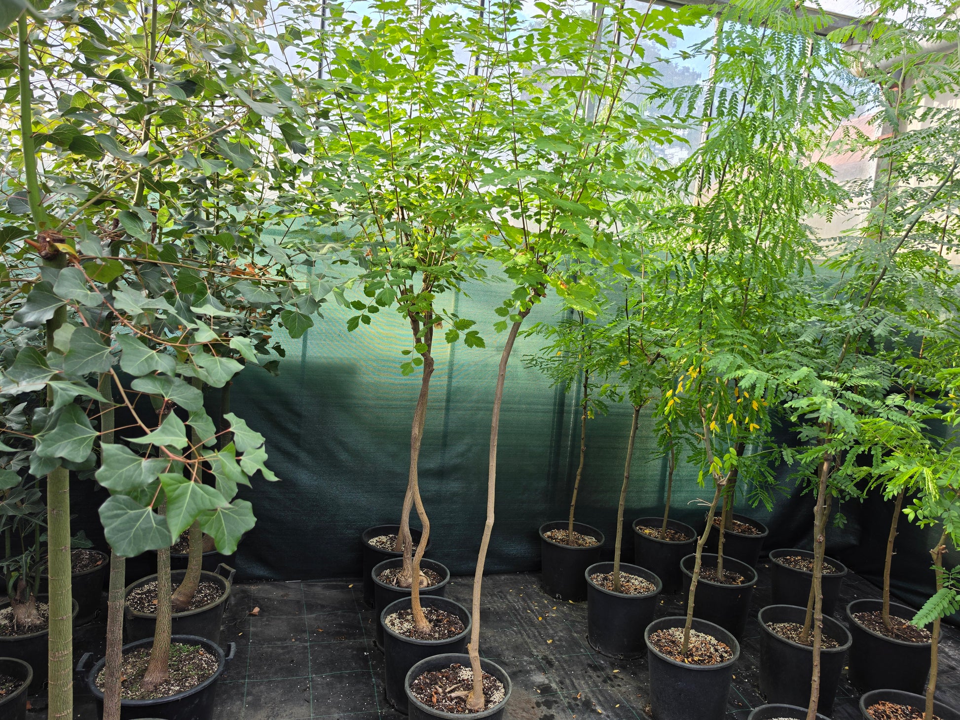 Koelreuteria paniculata ⚠️ Not shippable, pick-up only
