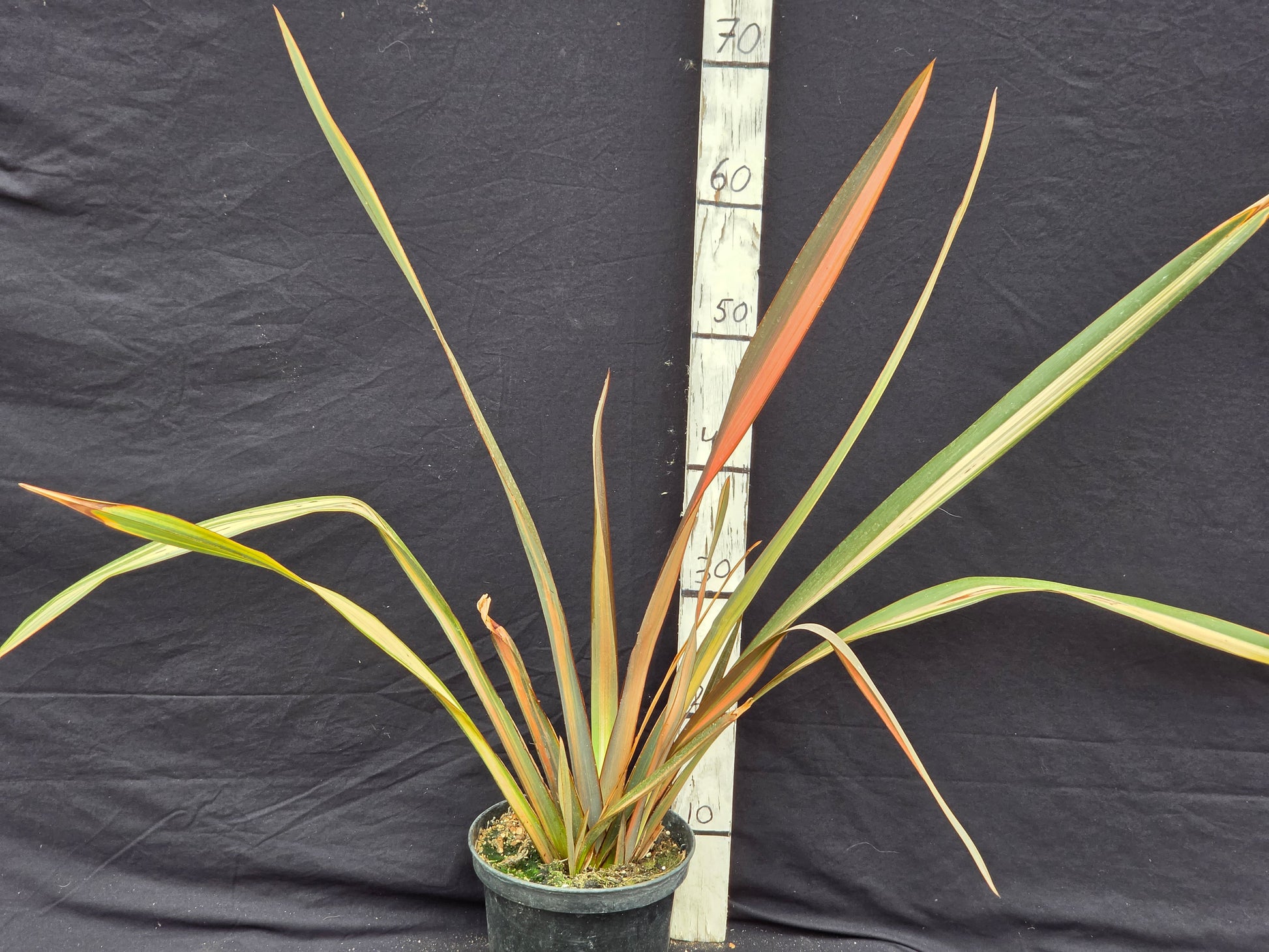 Phormium 'Pink variegata'