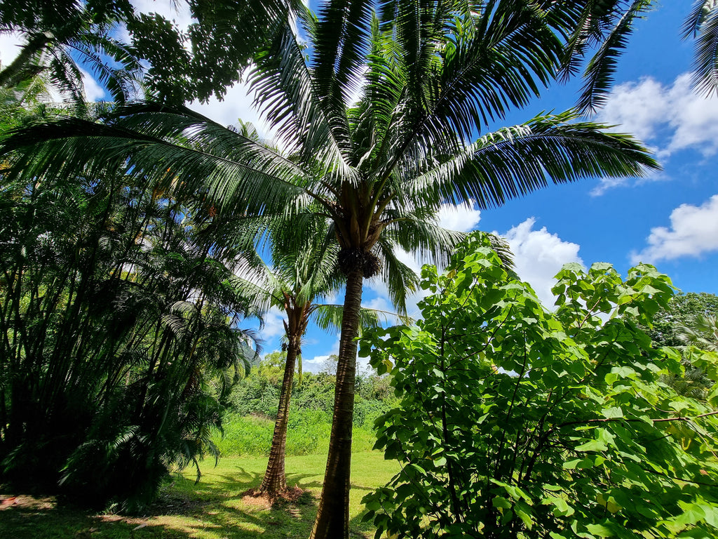 Beccariophoenix madagascariensis