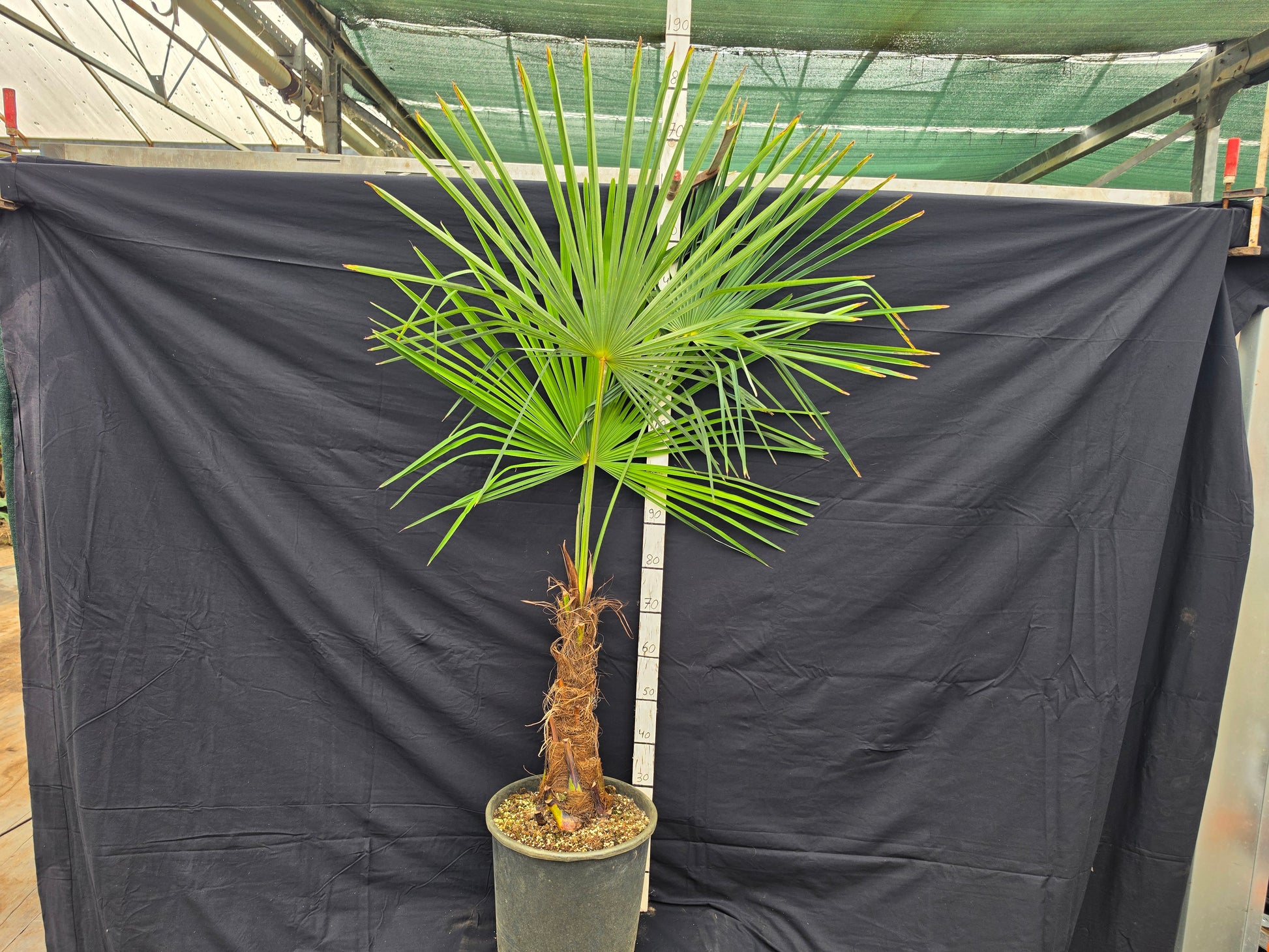 Trachycarpus fortunei ⚠️ Not shippable, pick-up only