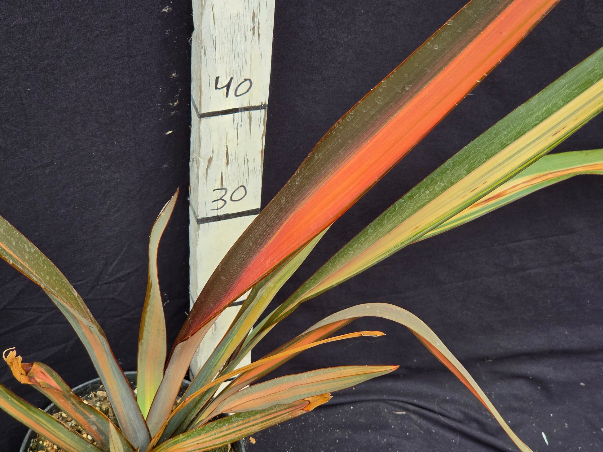 Phormium 'Pink variegata'